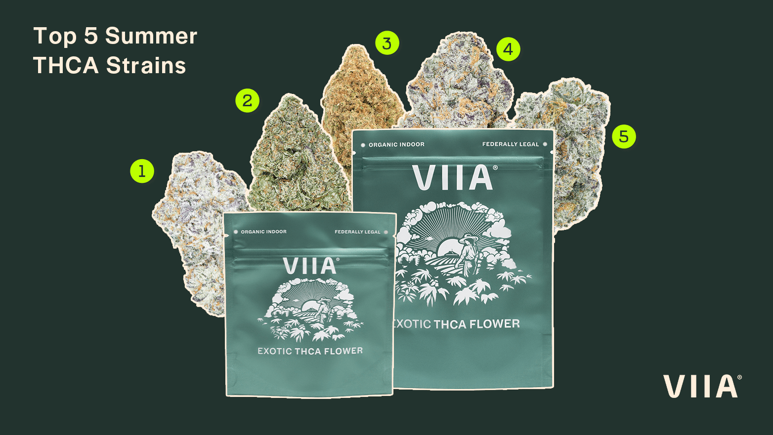 10 Best THCA Flower Strains: From Smooth Sativas to Heavy Hybrids