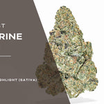 Tangerine Dream Strain Highlight
