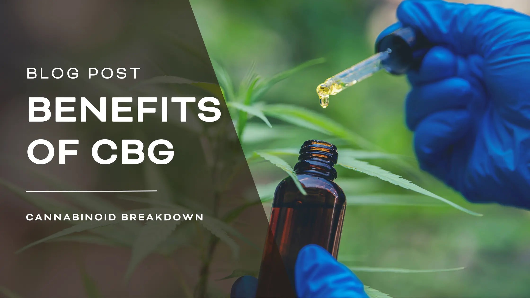 What is CBG? Cannabigerol benefits, tips, and more sitename