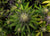 organic CBD cannabis plant