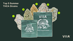 Best THCA Flower Strains Summer 2024