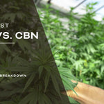 What is the Difference Between CBD and CBN?