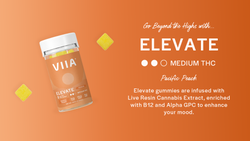 Meet Elevate: The Reformulated CBG Gummies for Focus + Energy