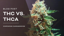 THC vs THCA: What Is The Difference?