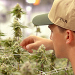 How is THCA Flower Grown?