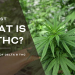 What is Delta 8 THC?  – The Future of the Hemp Industry