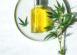 CBD Oil vs Hemp Seed Oil