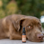 CBD and Pets | An easy guide to giving your pet CBD