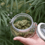 How to Shop for the Best CBD Flower