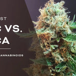 THC vs THCA: What Is The Difference?