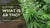 What is Delta 8 THC?  – The Future of the Hemp Industry - VIIA