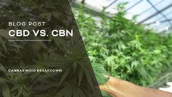 What is the Difference Between CBD and CBN?