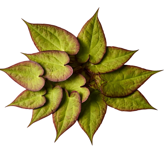 Crafted with clean ingredients