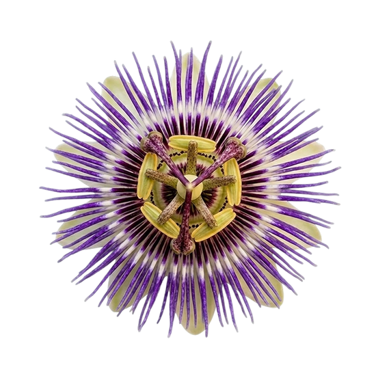 Crafted with clean ingredients