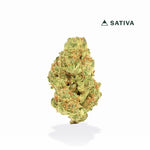 Cannabis bud with 'Sativa' label on a white background