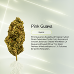 Pink Guava Classic THCA Flower