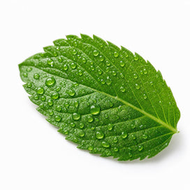 Stevia leaf 