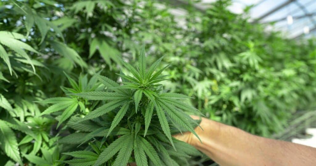 Holding a Cannabis Plant