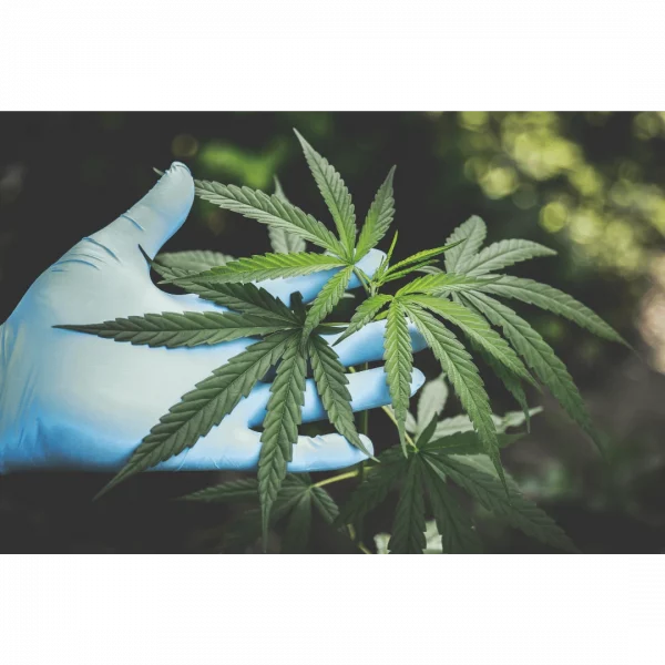 Cannabis and Hemp Leaves