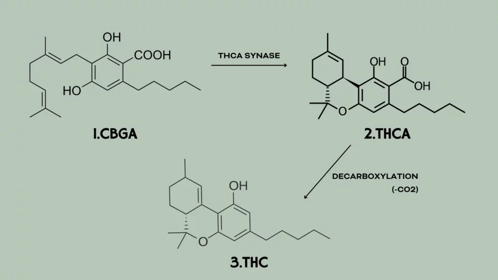 Diagram of THCA to THC Conversion via Decarboxylation
