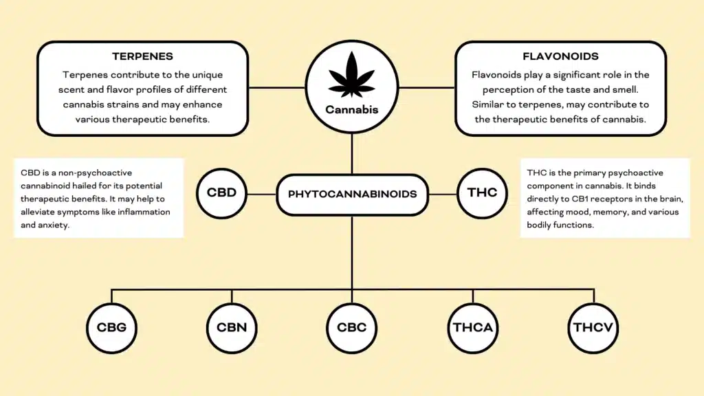 A diagram detailing CBD and THC's role in the entourage effect