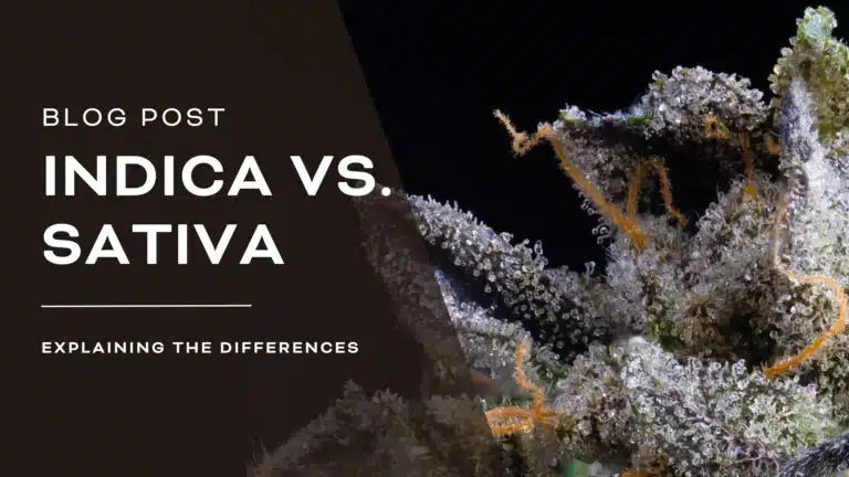 Featured image of the Indica vs Sativa Blog Post
