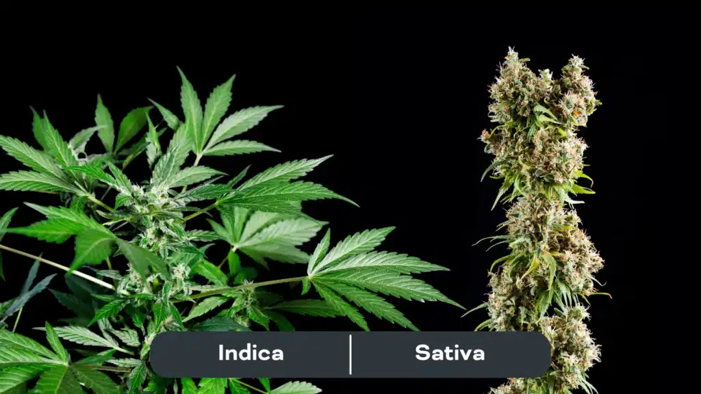 Showing the general difference in appearance between indica cannabis plants and sativa cannabis plants