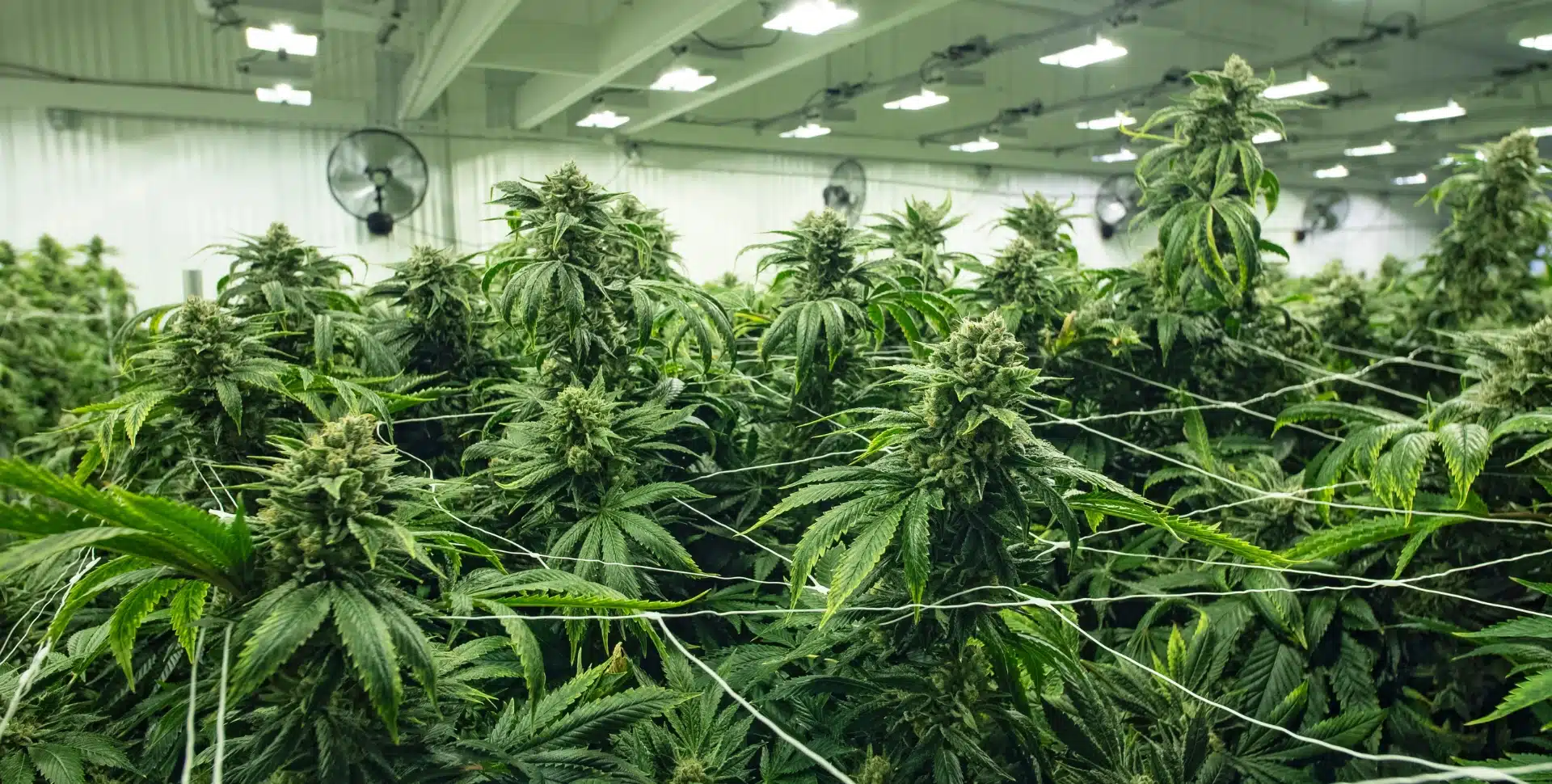 indoor farm growing high-quality thca cannabis.