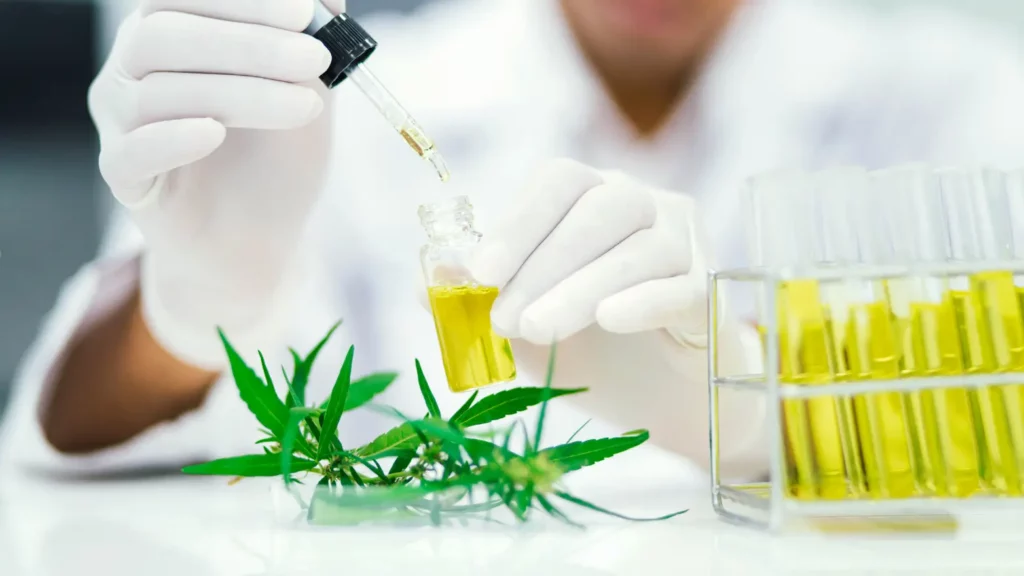 A scientist testing the amount of THC in a cannabis plant