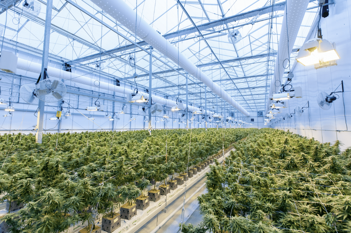 THCa and CBD flower farm